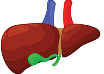 Your Gallbladder A Physical and Emotional Organ